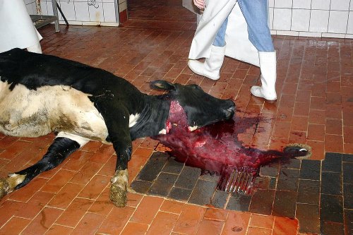 48+ Gesundheit sprueche bilder , Bilder Schlachtung Massentierhaltung abschaffen